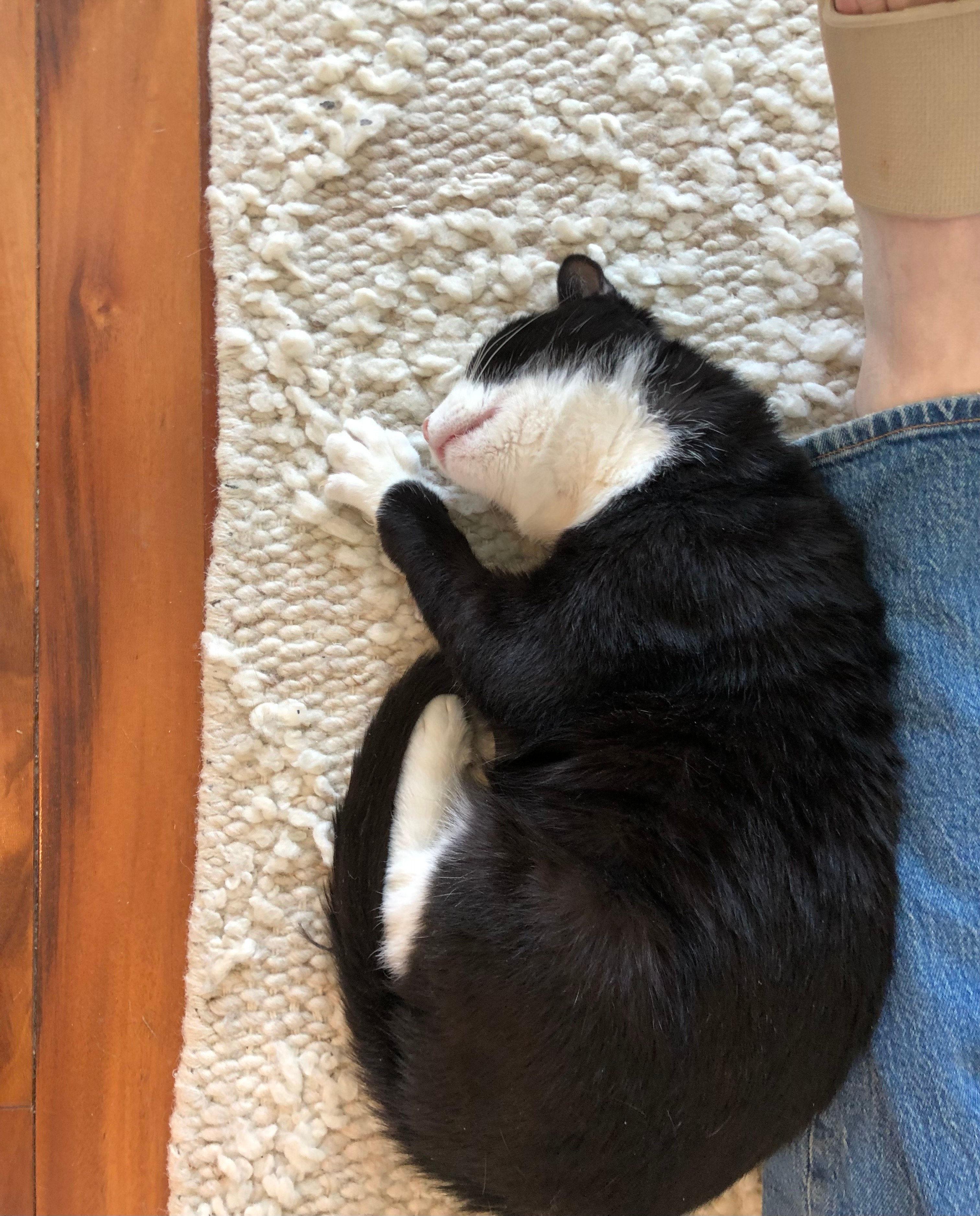 Enlarge Stanley, a ADOPTABLE Domestic Short Hair in Melrose, MA image 2/6