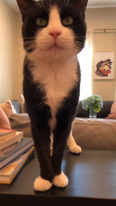 Enlarge Stanley, a ADOPTABLE Domestic Short Hair in Melrose, MA video 6/6