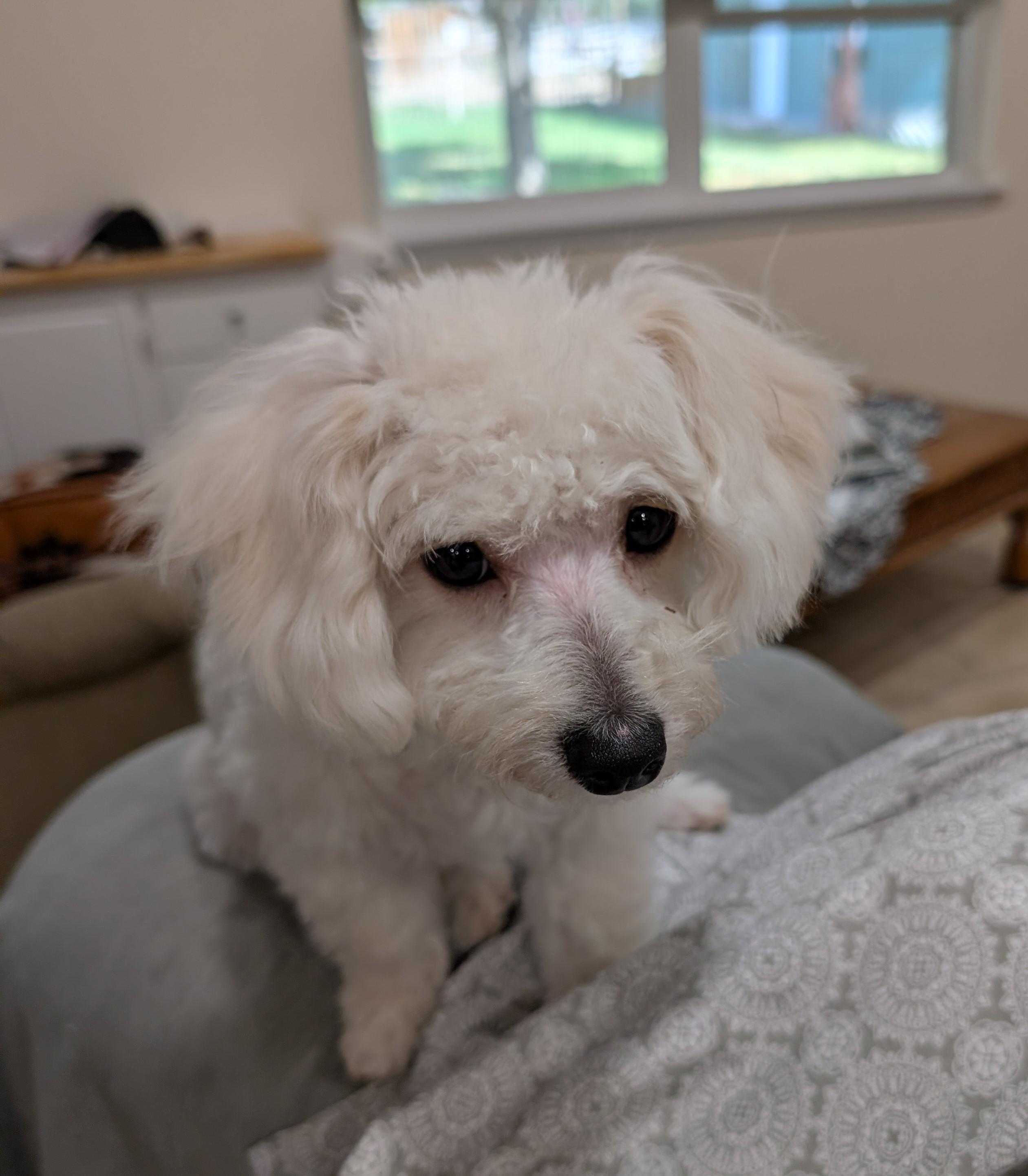 Enlarge Teddy, an adopted mixed breed in Albuquerque, NM image 1/1