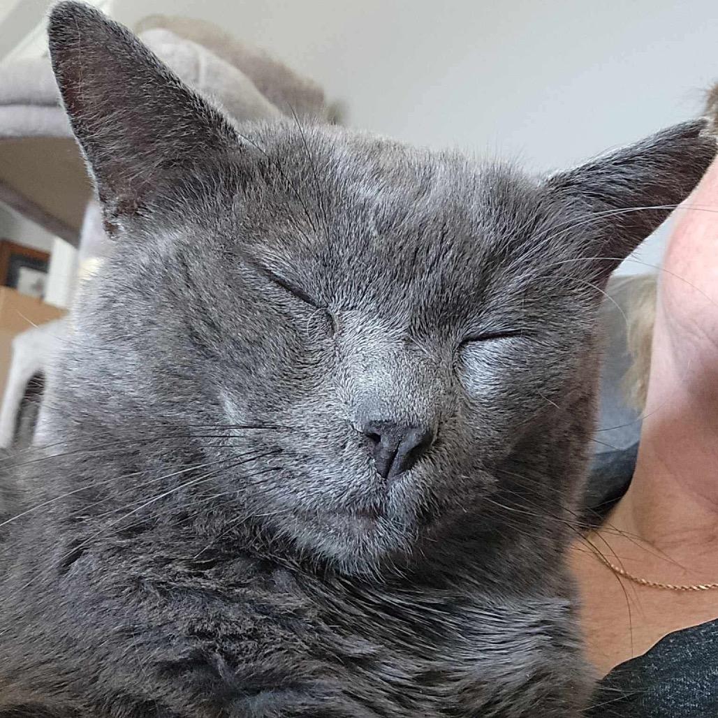 Sully, Adoptable, Adult Male Domestic Short Hair.