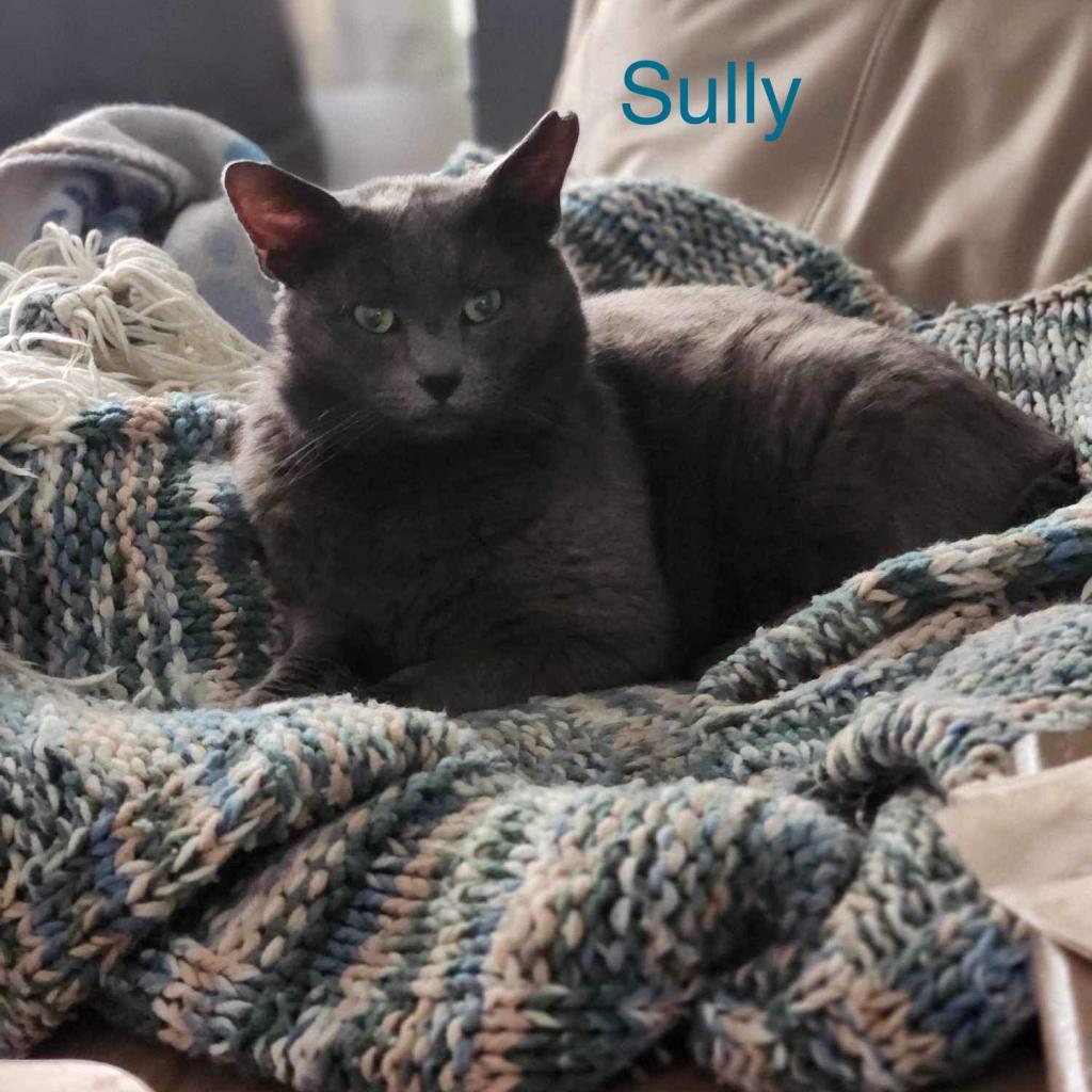 Sully, a Adoptable Domestic Short Hair in Spring Hill, KS image 2/6