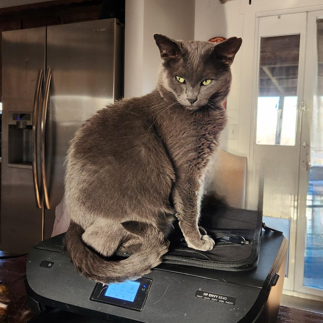 Sully, a Adoptable Domestic Short Hair in Spring Hill, KS image 2/6