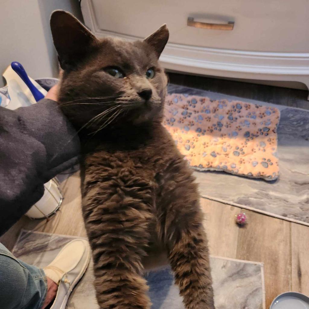 Sully, a Adoptable Domestic Short Hair in Spring Hill, KS image 3/6