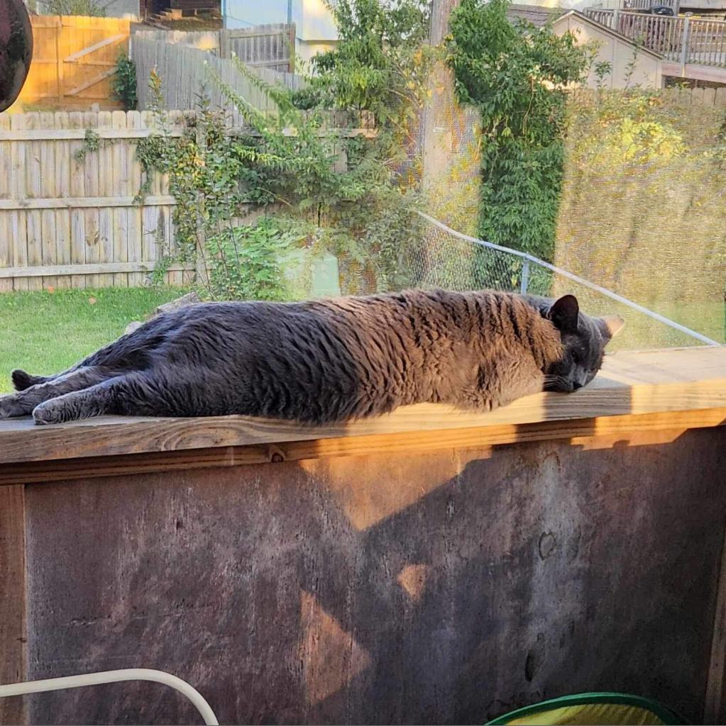 Sully, a Adoptable Domestic Short Hair in Spring Hill, KS image 4/6