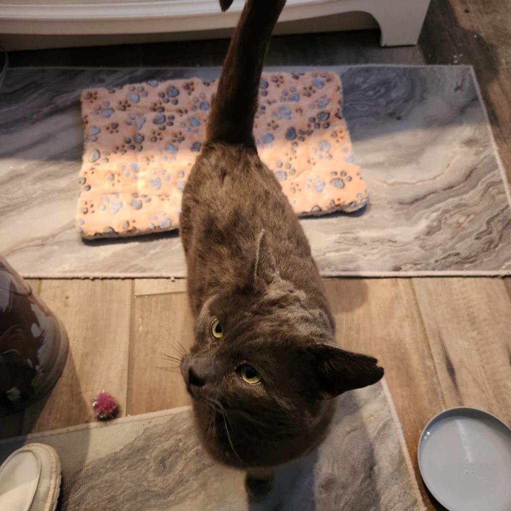 Sully, a Adoptable Domestic Short Hair in Spring Hill, KS image 5/6