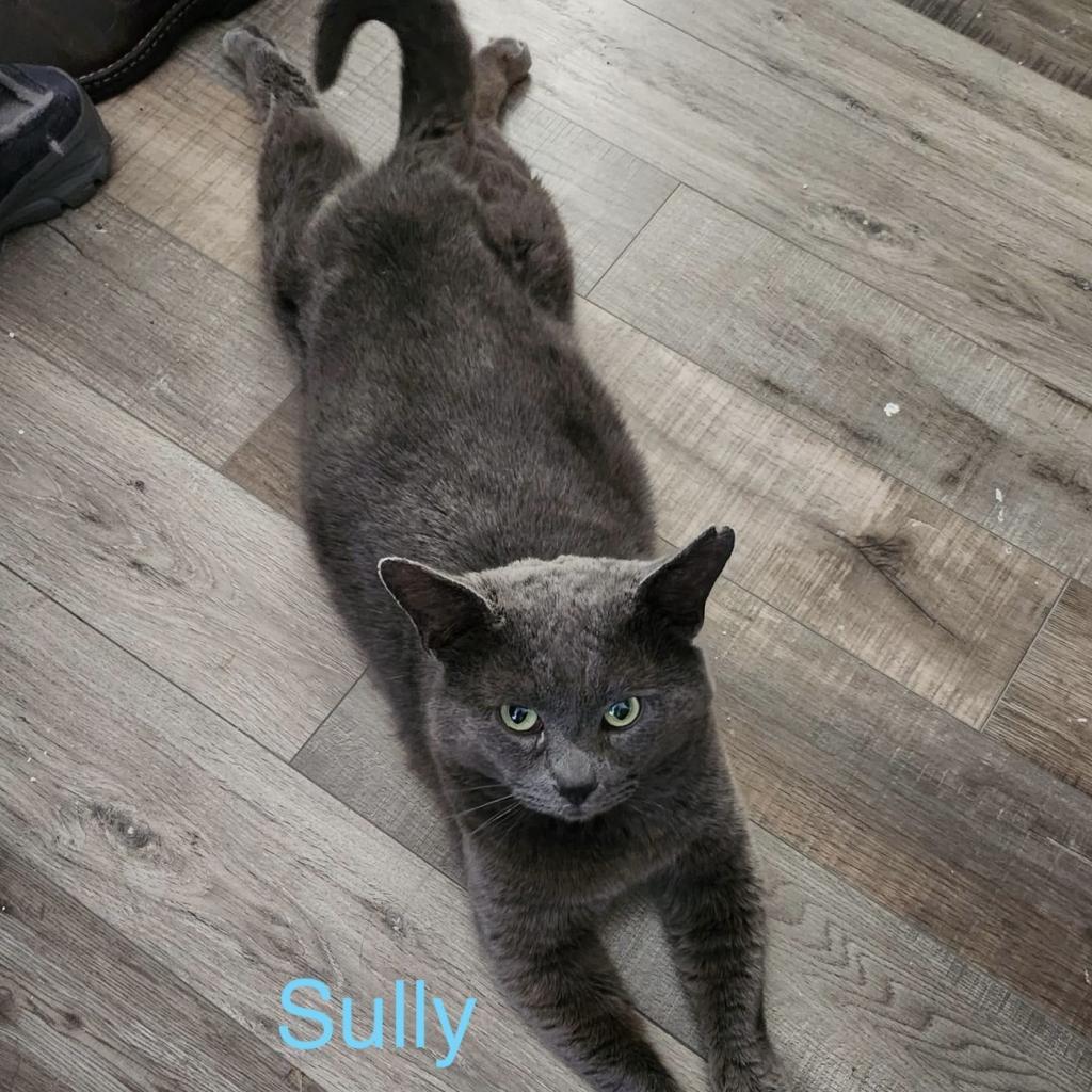 Sully, Adoptable, Adult Male Domestic Short Hair.