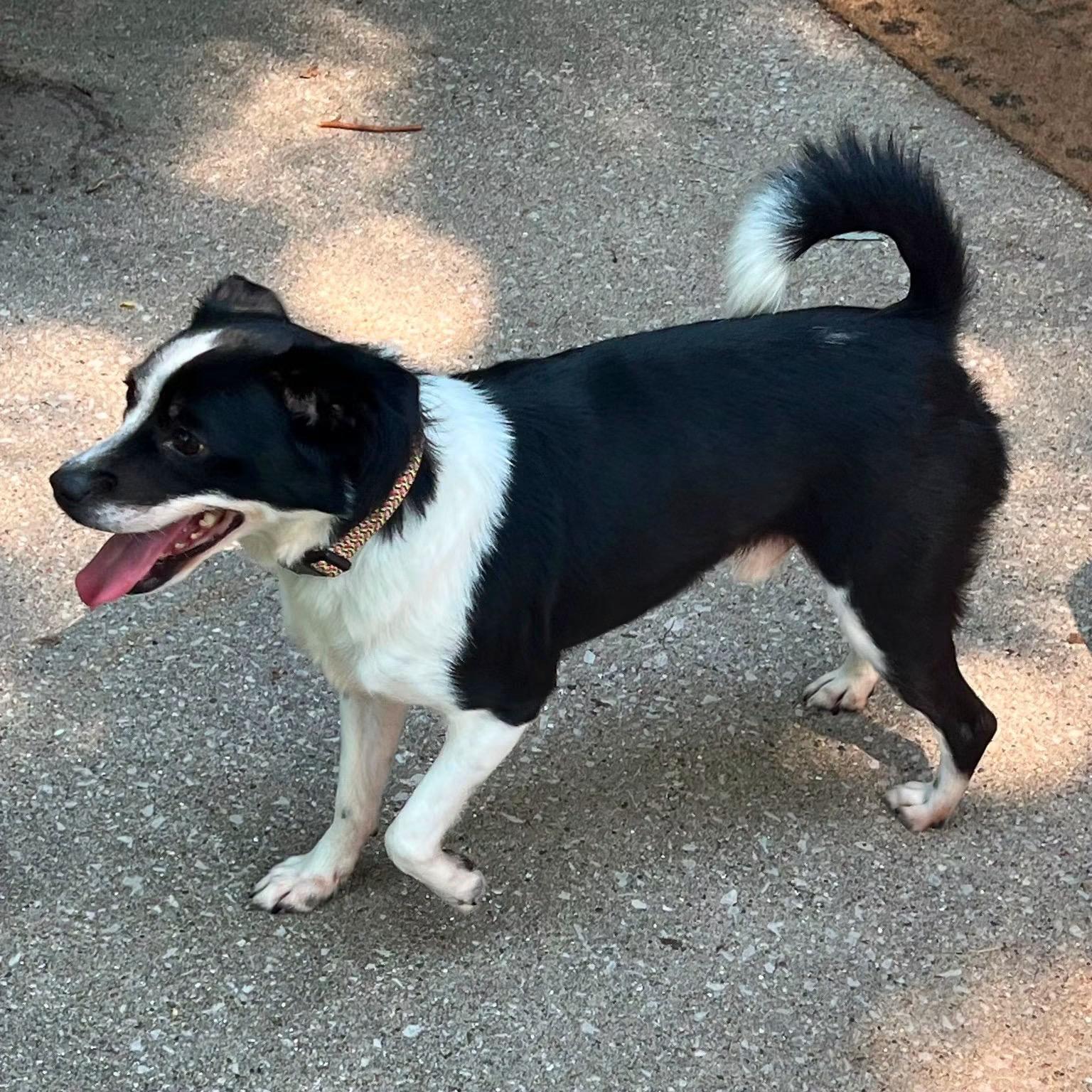Theo, a Adoptable mixed breed in Midland, MI image 2/3