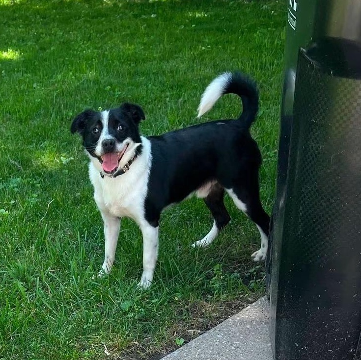 Theo, a Adoptable mixed breed in Midland, MI image 3/3