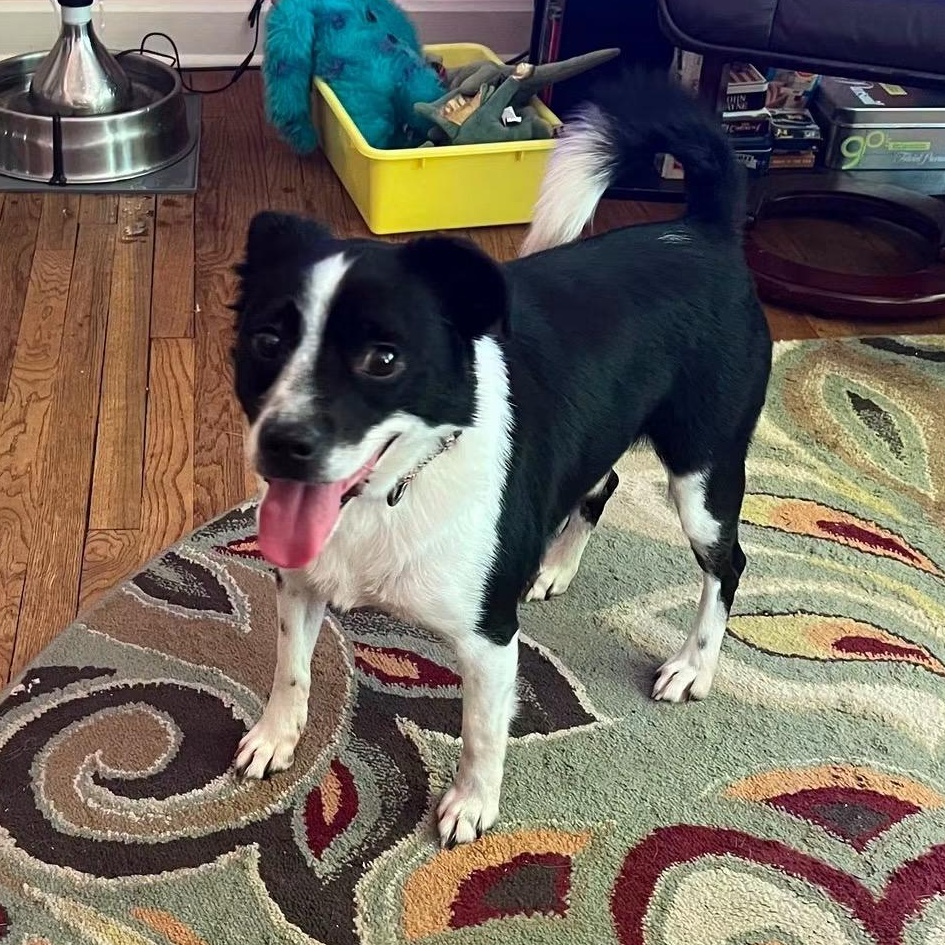 Theo, a Adoptable mixed breed in Midland, MI image 1/3
