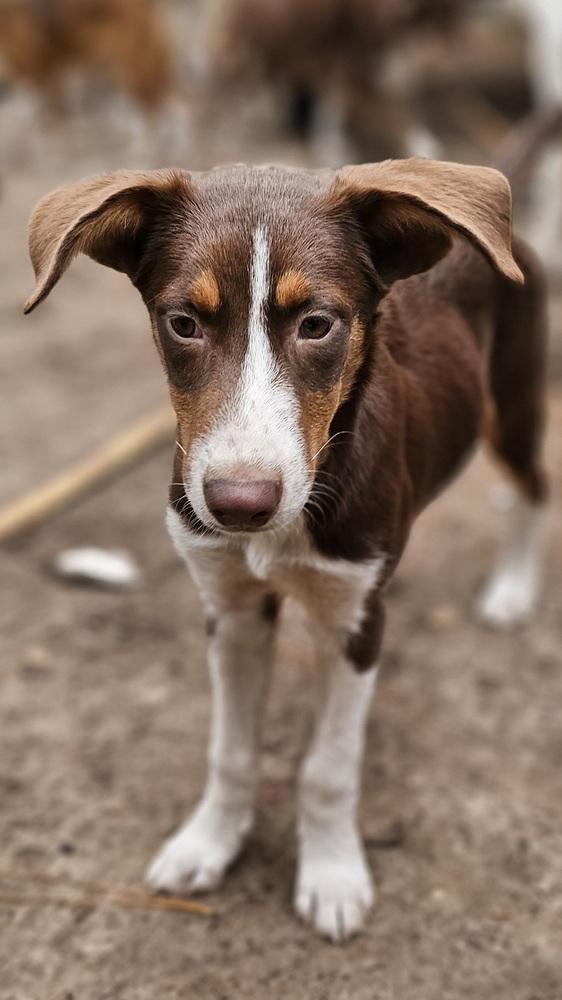 Harley, Adoptable, Puppy Male Australian Shepherd & Labrador Retriever.