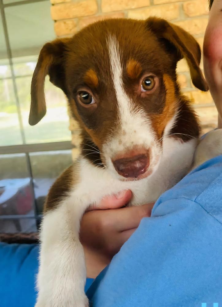Enlarge Harley, a Adoptable mixed breed in Nokomis, FL image 2/2