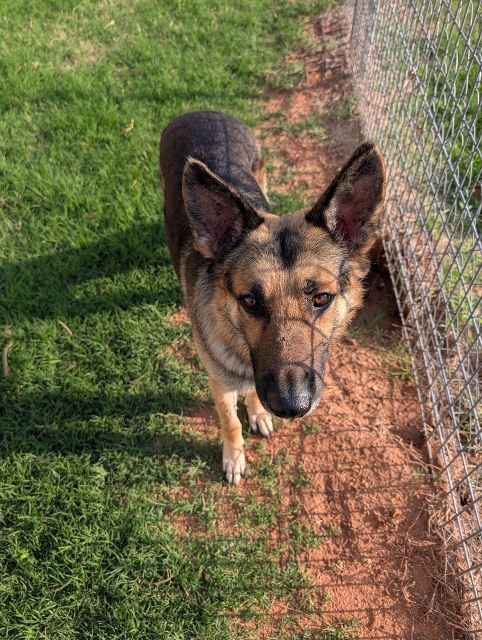 Enlarge Roger, a Adoptable German Shepherd Dog in Kyle, TX image 4/6