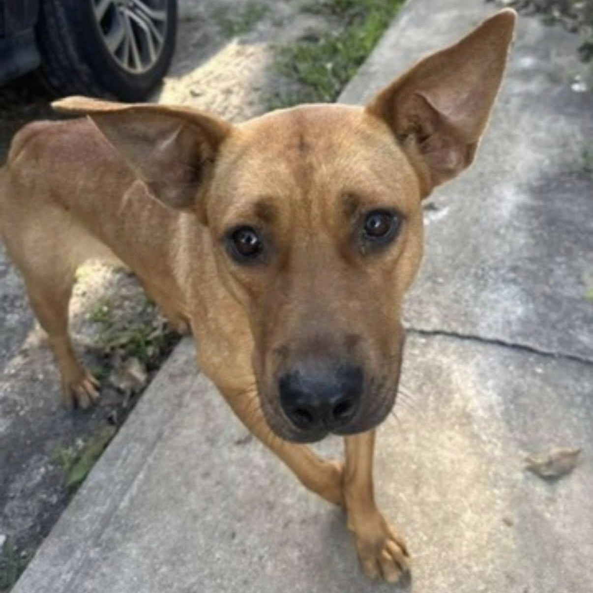 Lucky, ADOPTABLE, Young Female Mixed Breed & Australian Shepherd.