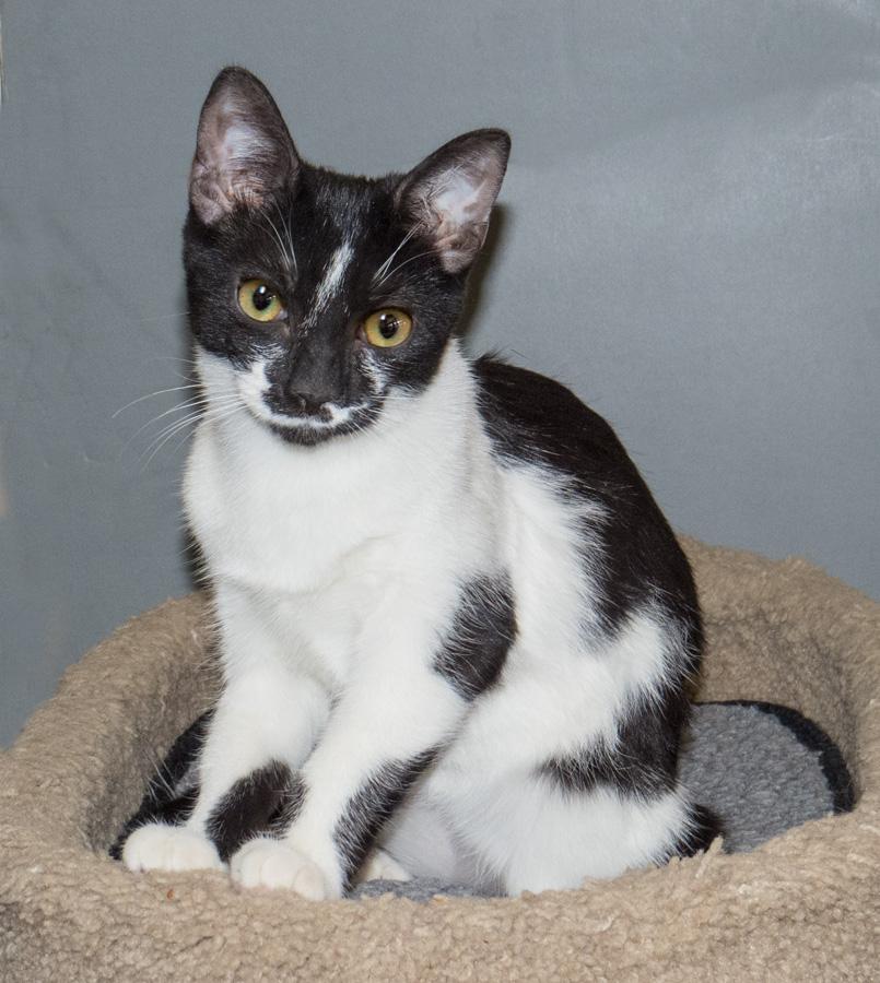Penny, a ADOPTABLE Domestic Short Hair in Paramus, NJ image 1/5