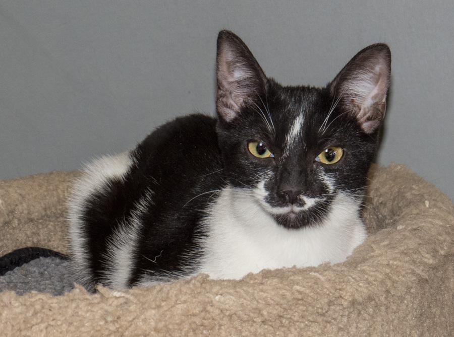 Penny, a ADOPTABLE Domestic Short Hair in Paramus, NJ image 2/5