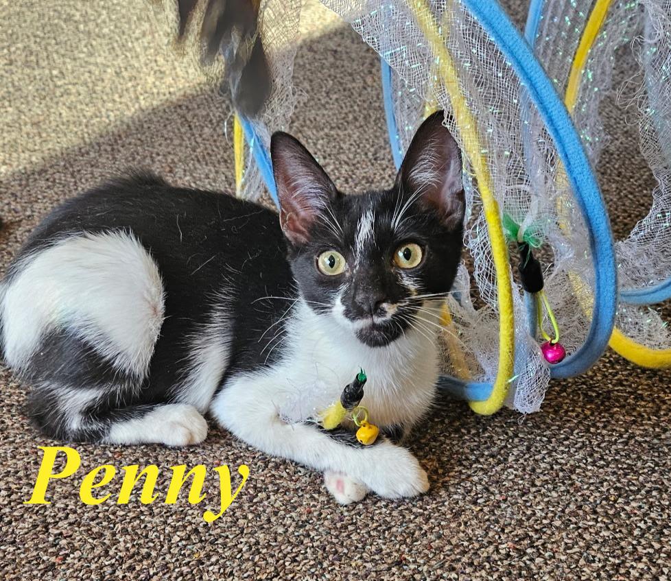Penny, a ADOPTABLE Domestic Short Hair in Paramus, NJ image 3/5