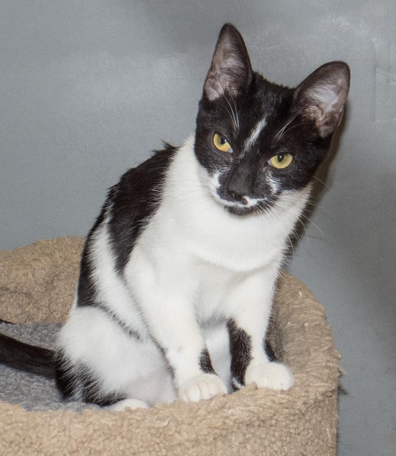 Penny, a ADOPTABLE Domestic Short Hair in Paramus, NJ image 4/5