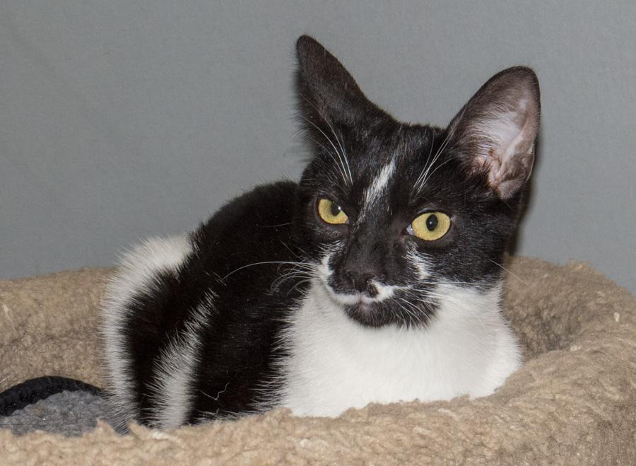 Penny, a ADOPTABLE Domestic Short Hair in Paramus, NJ image 5/5
