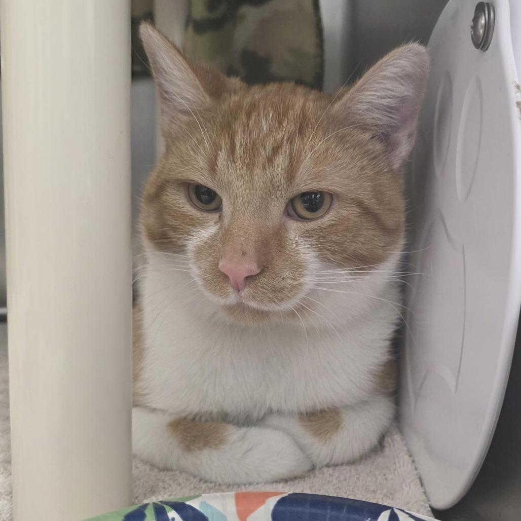 Enlarge Dean, a Adoptable Domestic Short Hair in Fort Wayne, IN image 1/1