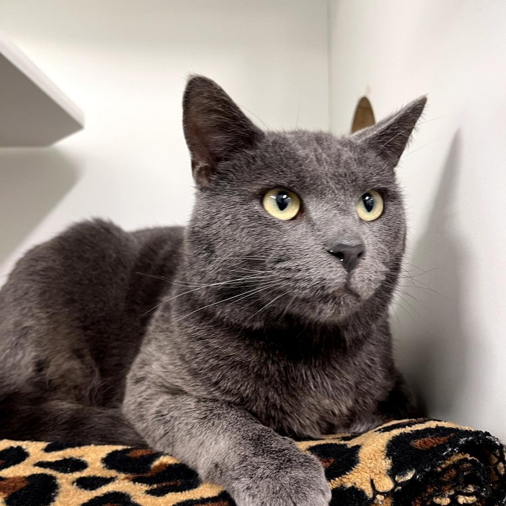 Bernny, Adoptable, Adult Male Domestic Short Hair.