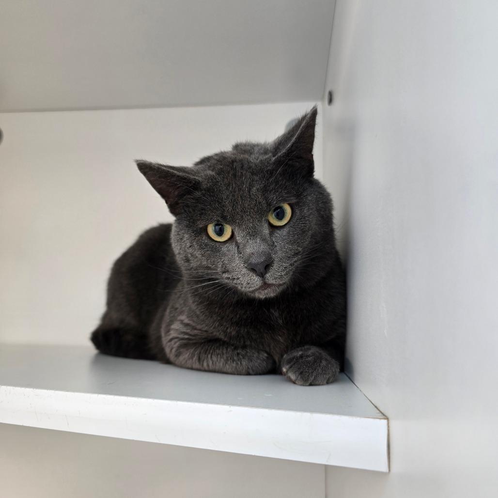 Bernny, a Adoptable Domestic Short Hair in Jasper, IN image 2/2