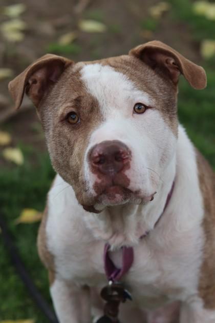 Enlarge Waffles, a Adoptable Mixed Breed in Walla Walla, WA image 1/3