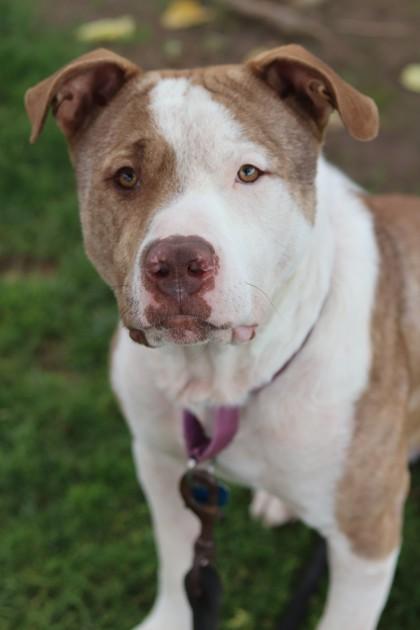 Waffles, Adoptable, Young Male Mixed Breed & Mixed Breed.