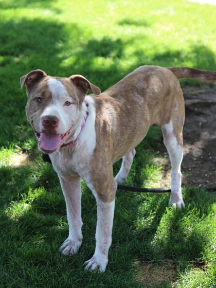 Enlarge Waffles, a Adoptable Mixed Breed in Walla Walla, WA image 3/3
