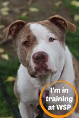 Enlarge Waffles, a Adoptable Mixed Breed in Walla Walla, WA image 3/3