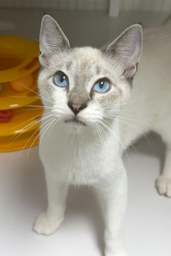 Pete, Adoptable, Kitten Male Domestic Short Hair.