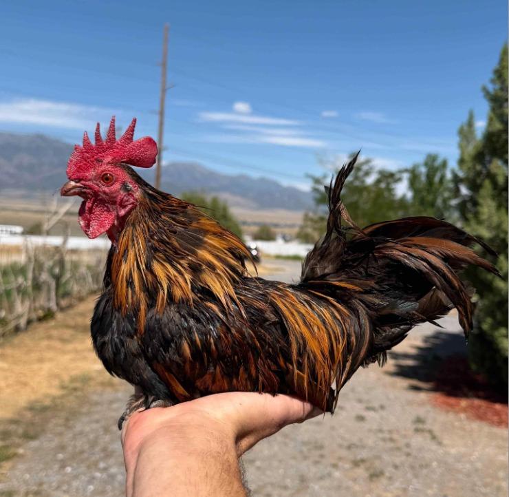 Enlarge Napoleon, a Adoptable Chicken in Eagle Mountain, UT image 1/3
