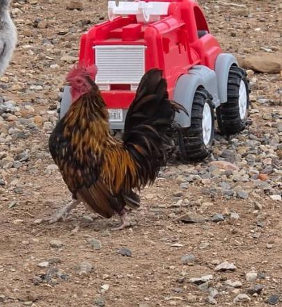 Enlarge Napoleon, a Adoptable Chicken in Eagle Mountain, UT image 2/3