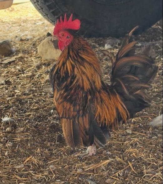 Enlarge Napoleon, a Adoptable Chicken in Eagle Mountain, UT image 3/3