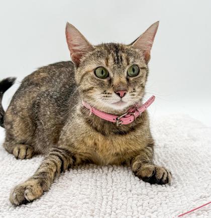 Layla (Bonded w/ Crystal), a Adoptable mixed breed in Bowling Green, KY image 1/3