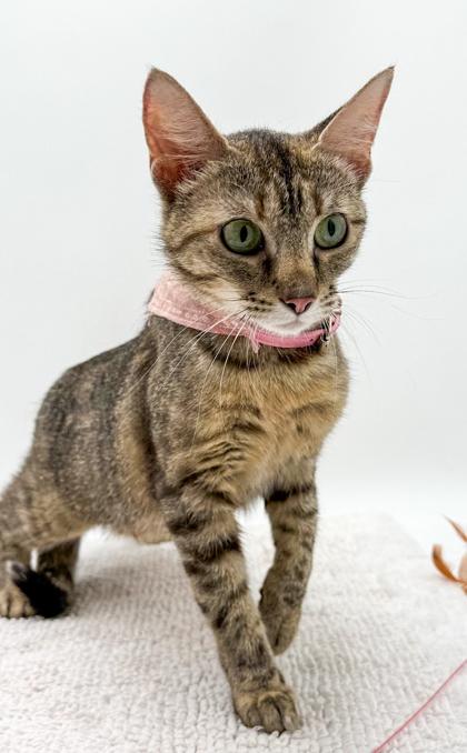 Layla (Bonded w/ Crystal), a Adoptable mixed breed in Bowling Green, KY image 2/3