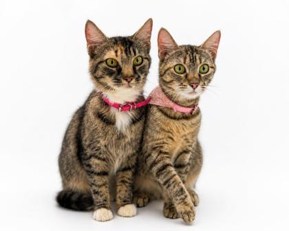 Layla (Bonded w/ Crystal), a Adoptable mixed breed in Bowling Green, KY image 3/3