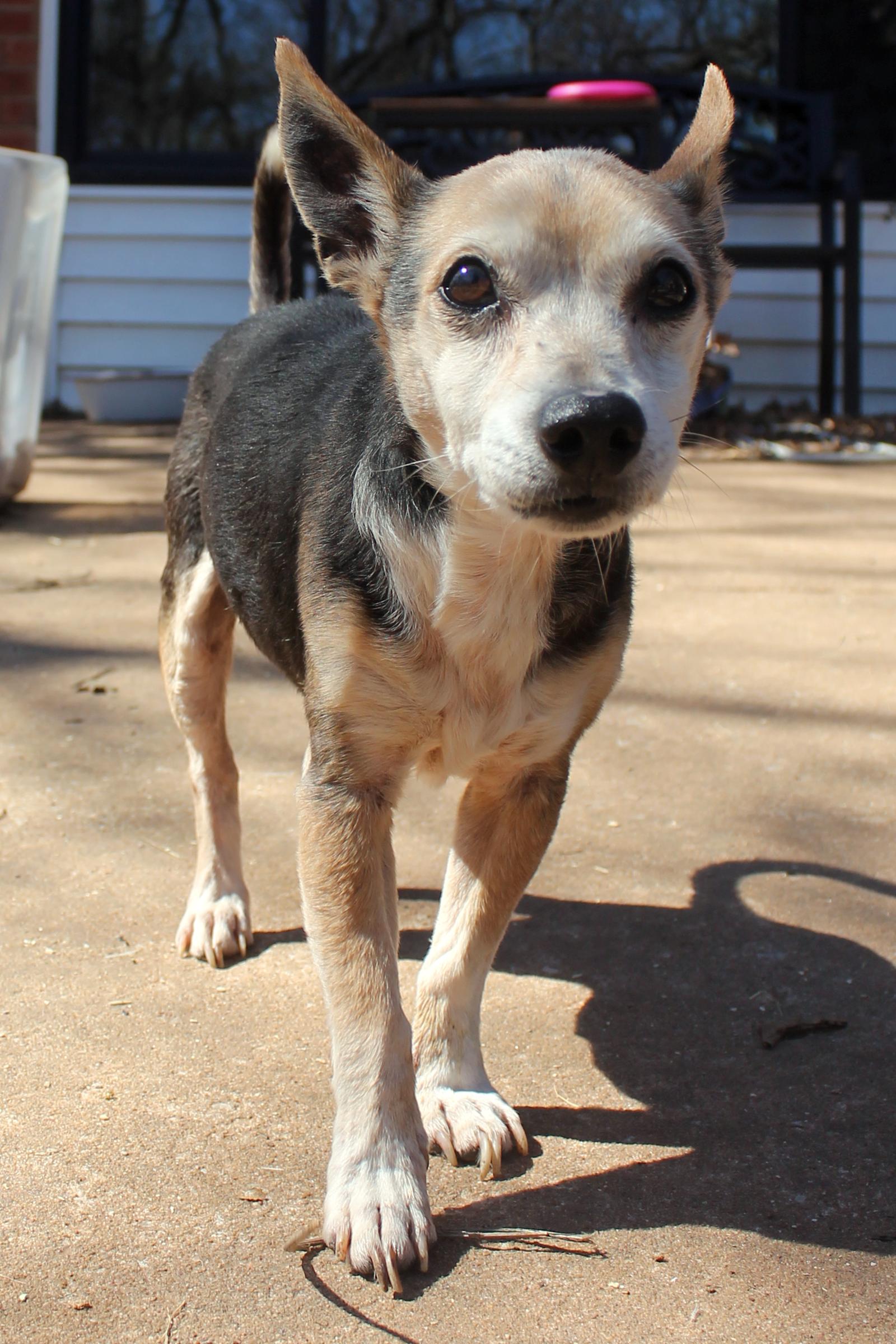 Enlarge Gary (Robbie), a Adoptable mixed breed in Guthrie, OK image 2/6