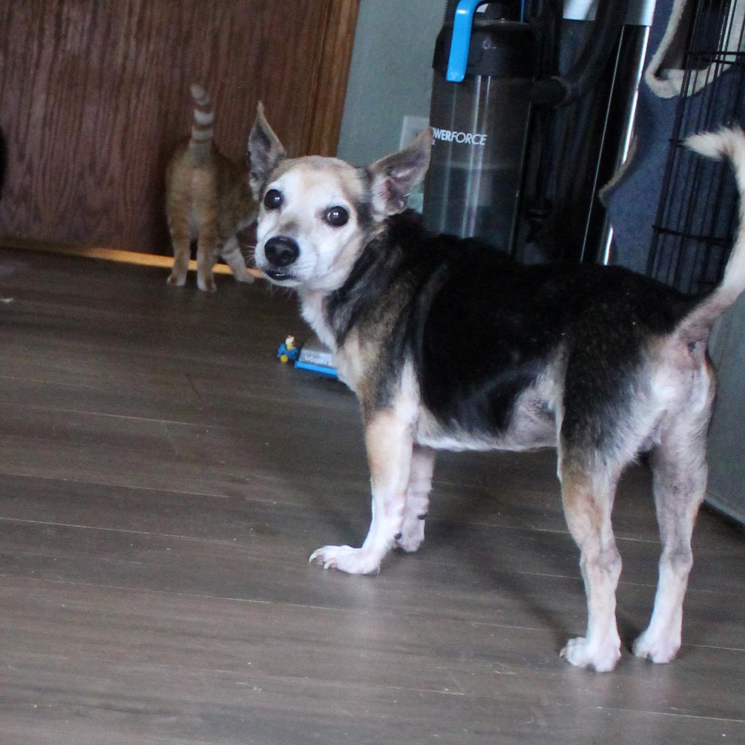 Enlarge Gary (Robbie), a Adoptable mixed breed in Guthrie, OK image 3/6
