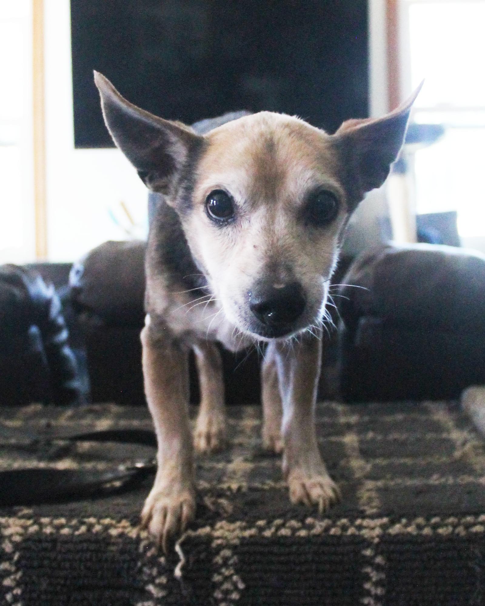 Enlarge Gary (Robbie), a Adoptable mixed breed in Guthrie, OK image 5/6
