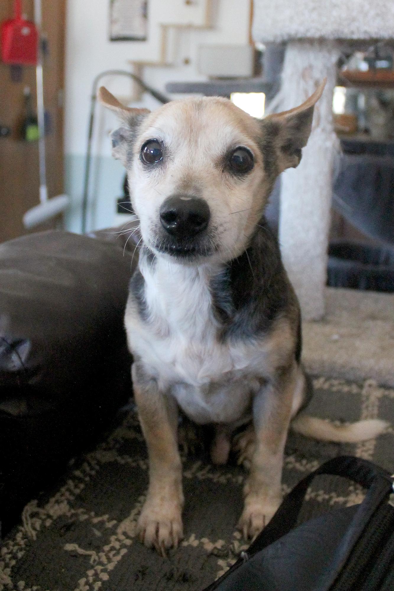 Enlarge Gary (Robbie), a Adoptable mixed breed in Guthrie, OK image 6/6