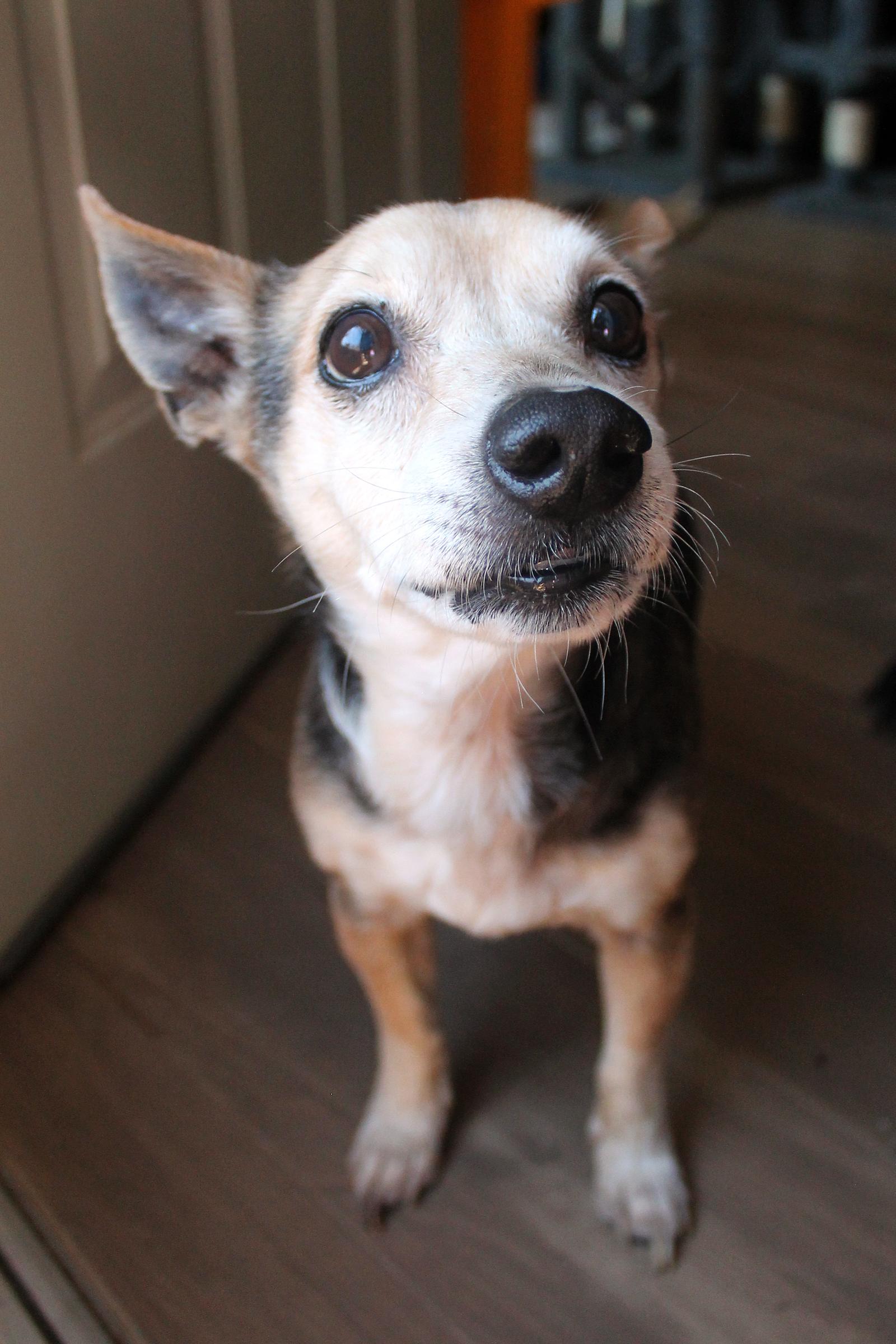 Gary (Robbie), Adoptable, Senior Male Parson Russell Terrier.