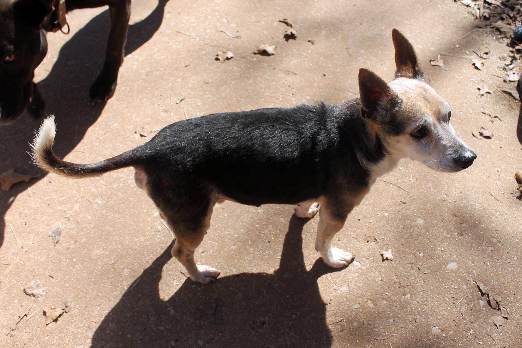Enlarge Gary (Robbie), a Adoptable mixed breed in Guthrie, OK image 4/6