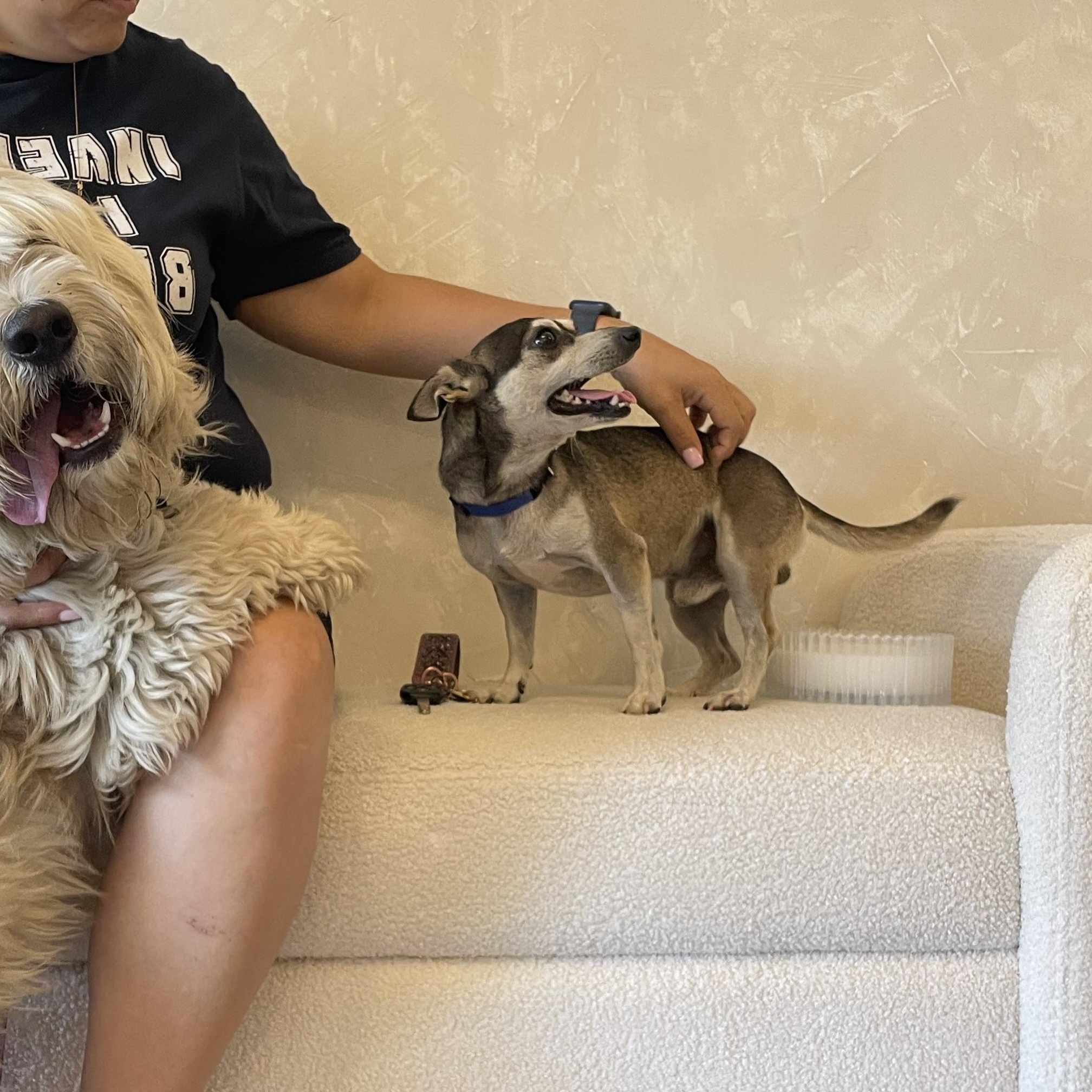 Enlarge Chico, a Adoptable mixed breed in Reedley, CA image 4/4