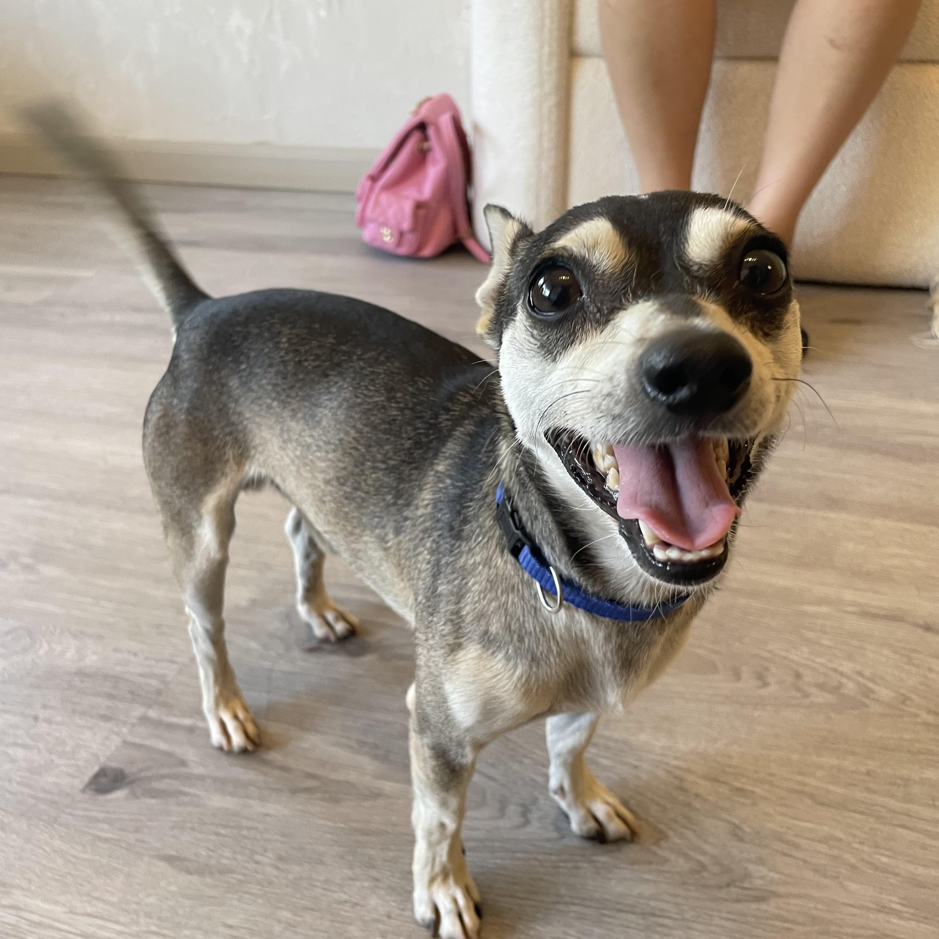 Enlarge Chico, a Adoptable mixed breed in Reedley, CA image 3/4