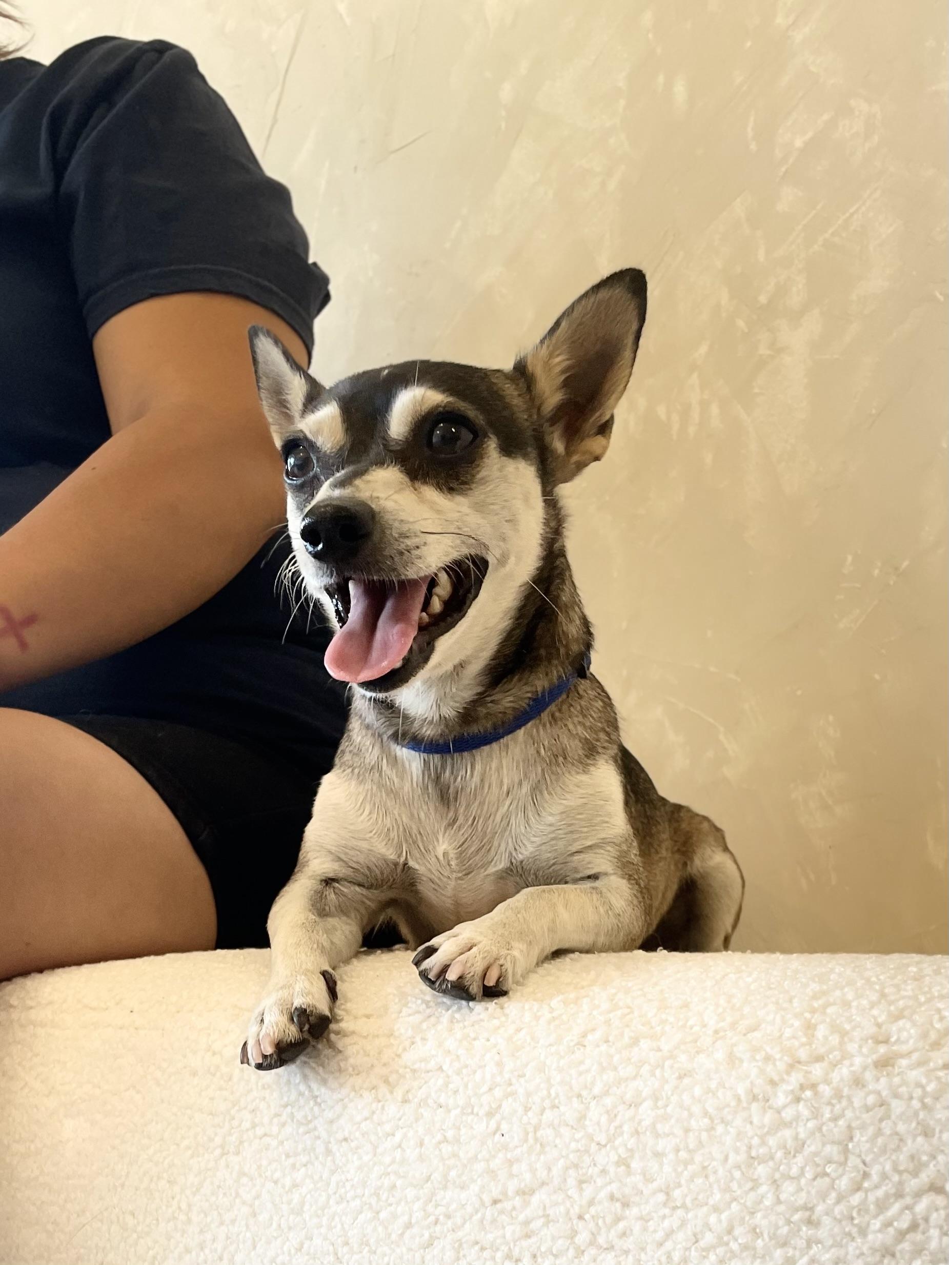 Enlarge Chico, a Adoptable mixed breed in Reedley, CA image 2/4