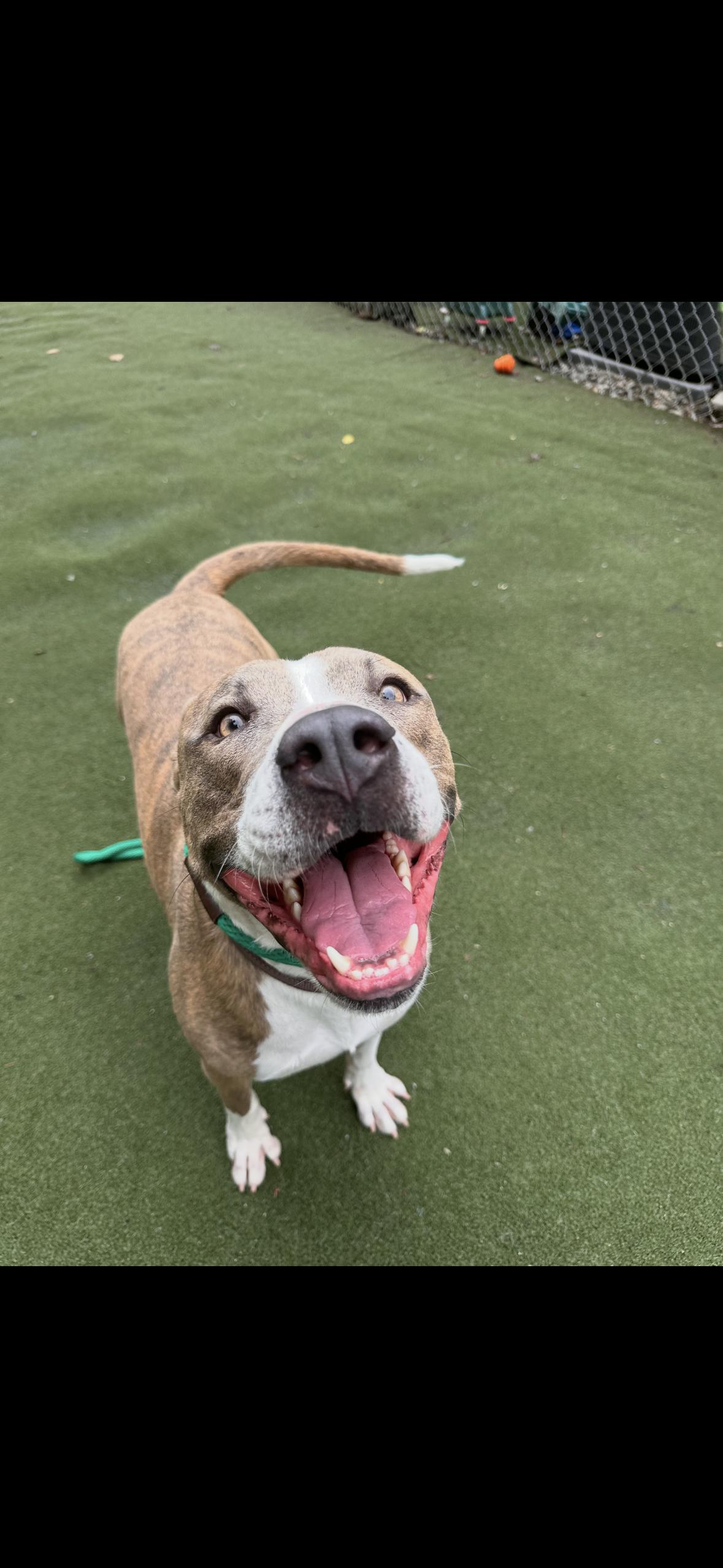 Dino, Adoptable, Young Male Pit Bull Terrier.