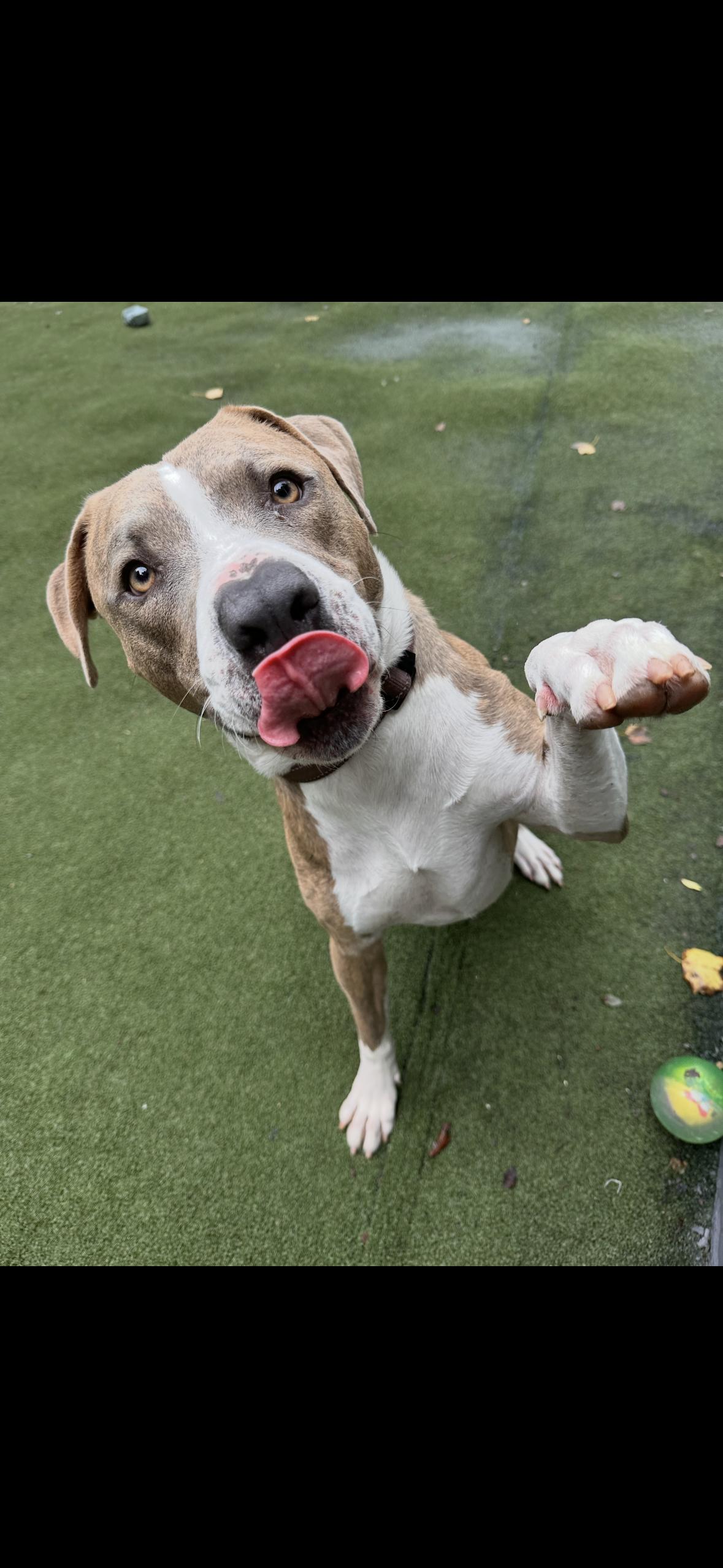 Dino, a Adoptable Pit Bull Terrier in Mint Hill, NC image 2/3