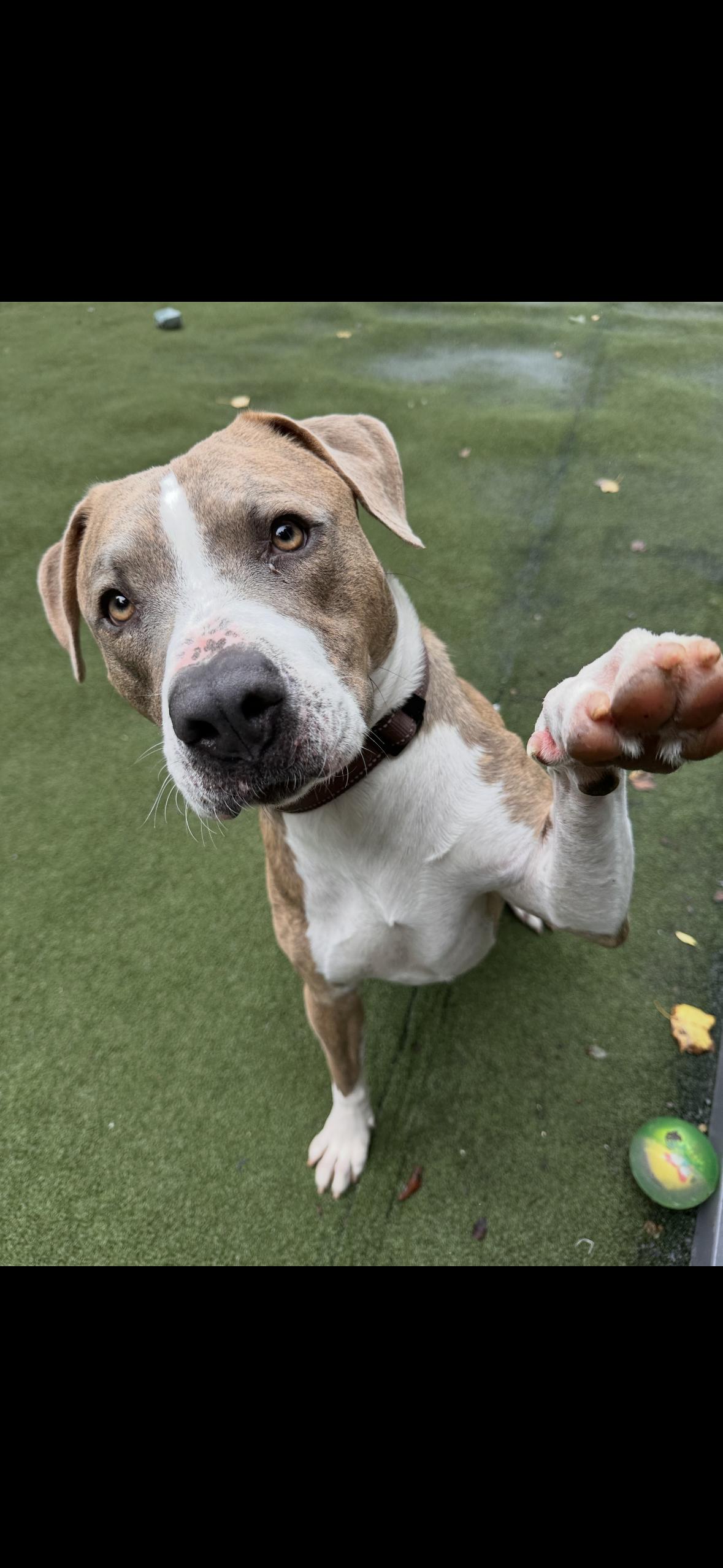 Dino, a Adoptable Pit Bull Terrier in Mint Hill, NC image 3/3