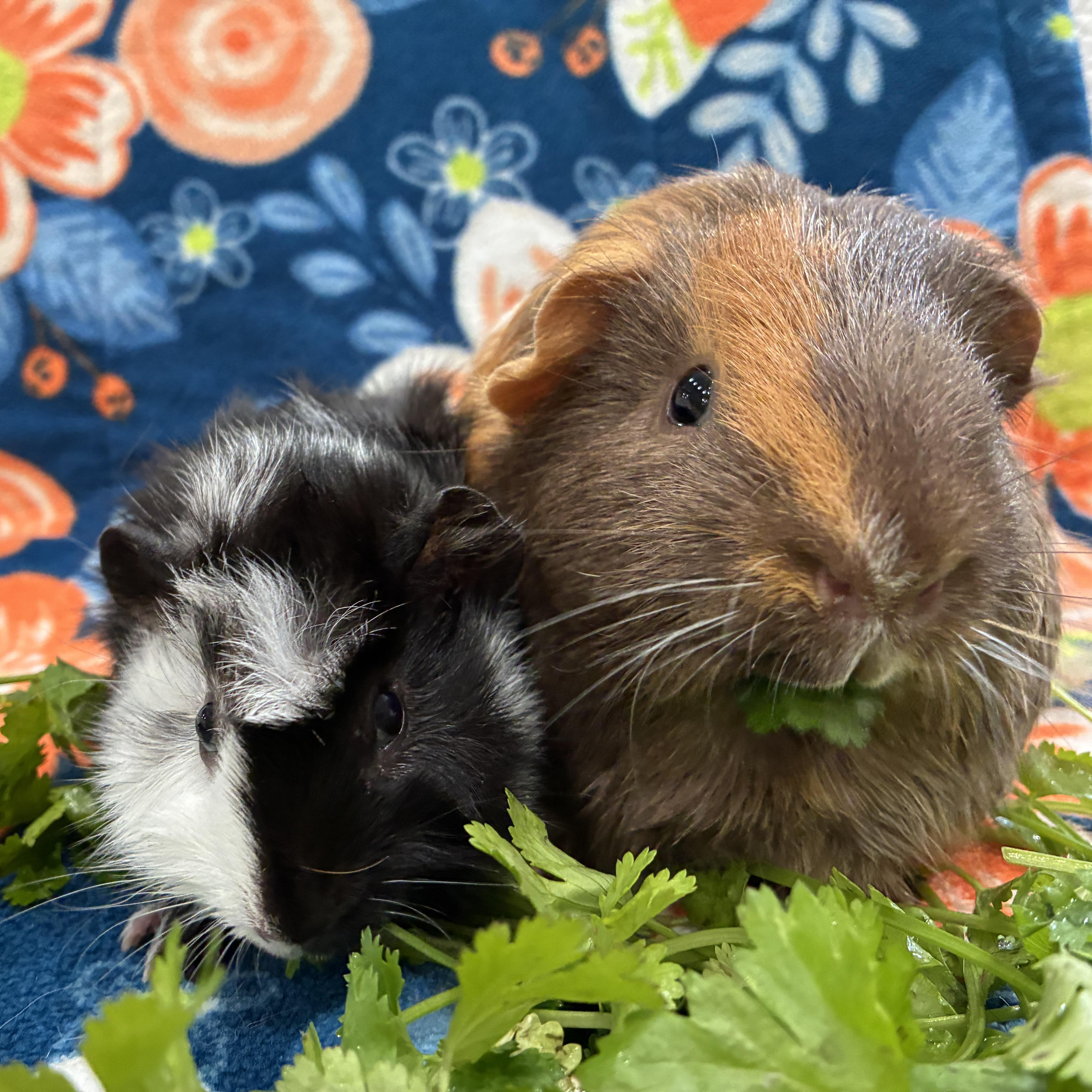 Enlarge Big Bubba & Baby Beau, a ADOPTABLE Guinea Pig in long beach, CA image 4/5