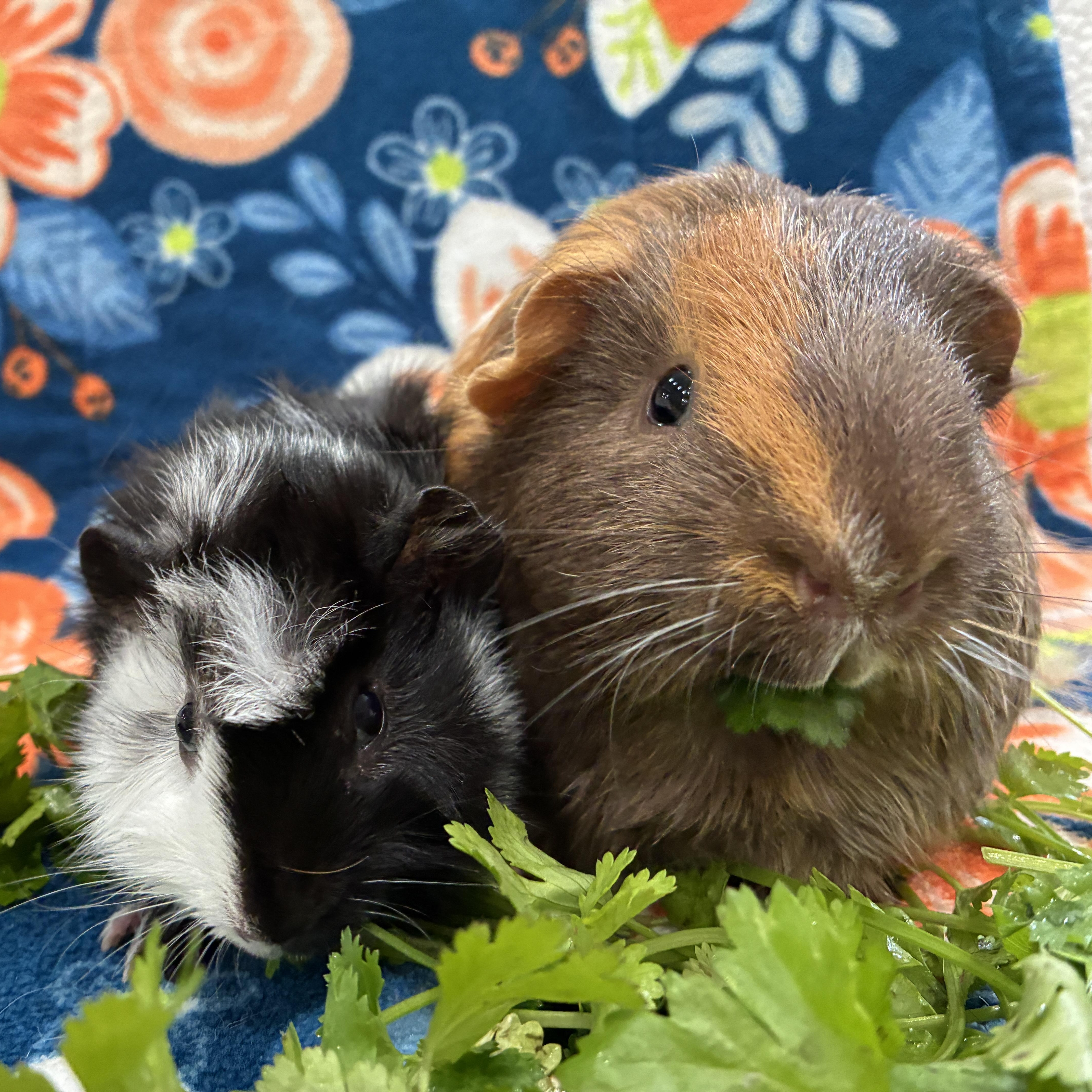 Enlarge Big Bubba & Baby Beau, a ADOPTABLE Guinea Pig in long beach, CA image 1/5